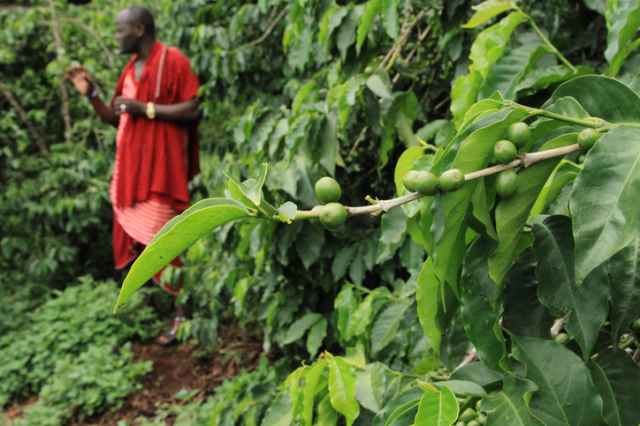タンザニアのコーヒー農園